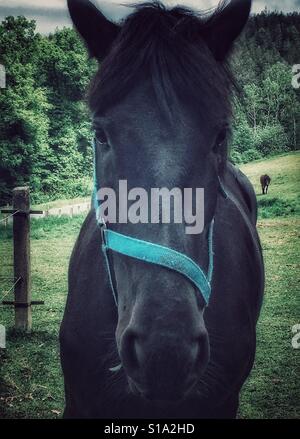 Fronte di taglio del cavallo da vicino Foto Stock