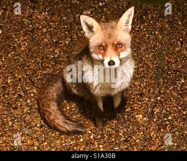 Young Urban Fox nel giardino Londra Foto Stock