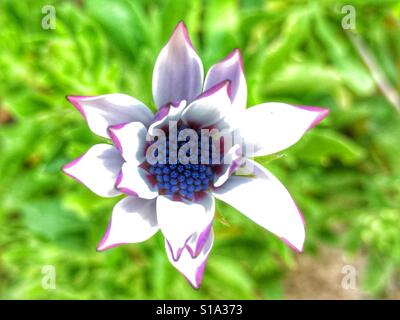 Osteospermum, fiore aprire parzialmente Foto Stock