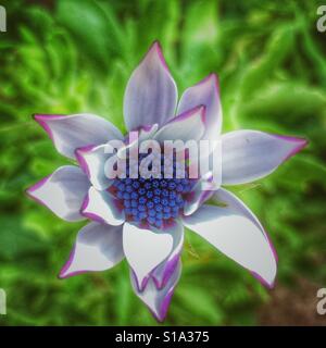 Osteospermum, fiore aprire parzialmente Foto Stock