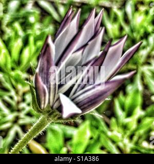 Osteospermum, aprire parzialmente bud Foto Stock