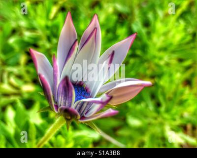 Osteospermum, parzialmente aperto di fiore Foto Stock