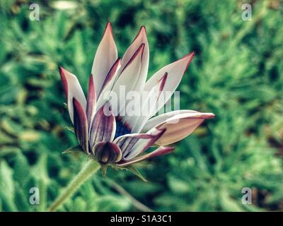 Osteospermum, parzialmente aperto fiore Foto Stock