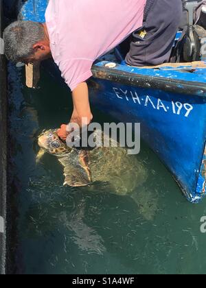 Alimentazione di Penelope Foto Stock