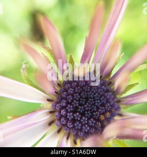 Macro di un osteospermum fructicosum flower parzialmente aperto con sfondo verde. Foto Stock