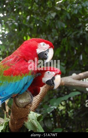 Pappagalli Foto Stock