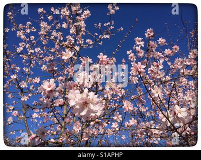 Fioritura primaverile in Italia; albero di pesco in fiore contro un cielo blu Foto Stock