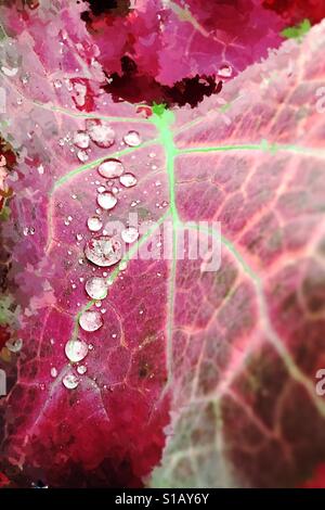 Le gocce di pioggia sulla red lasciare Foto Stock