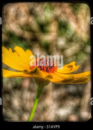 Fiori selvaggi vicino a Florida Tickseed fiorisce in un prato assolato, Coreopsis floridana Foto Stock