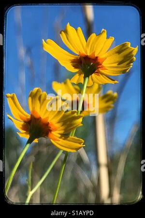 Giallo fiori selvatici per raggiungere il sole della Florida, Tickseed Coreopsis floridana Foto Stock