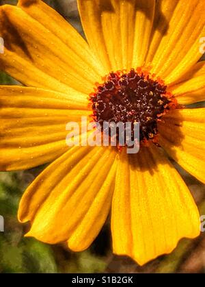 Il giallo di fiori selvaggi vicino, Florida, Tickseed Coreopsis floridana Foto Stock