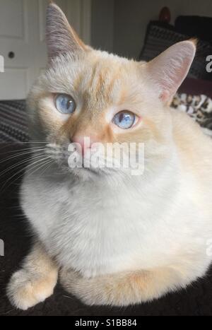 Un ritratto di un bianco flamepoint gatto siamese gatto con gli occhi blu Foto Stock