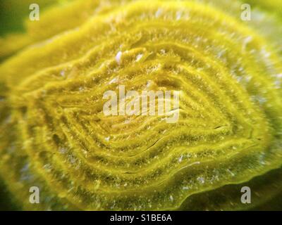 Macro di una sezione di gambo di un porro. Foto Stock