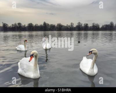 Cigni in London Hyde park copyspace pond primavera autunno inverno estate inglese Foto Stock