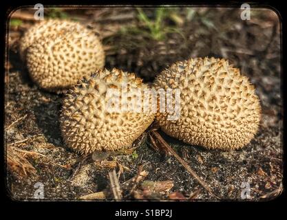 Peeling, Puffballs Lycoperdon marginatum Foto Stock