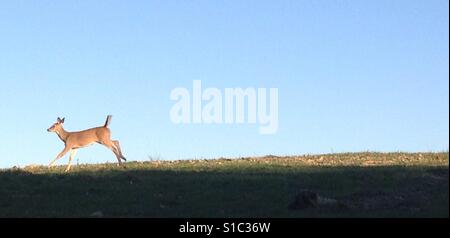 Deer in esecuzione in un campo Foto Stock