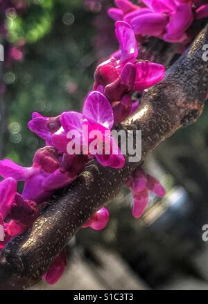 Eastern Redbud ramo di albero con vivaci fioriture di magenta, Cercis canadensis Foto Stock