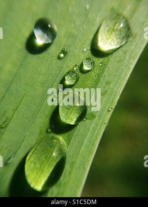 Goccioline sulla foglia di iris. Foto Stock