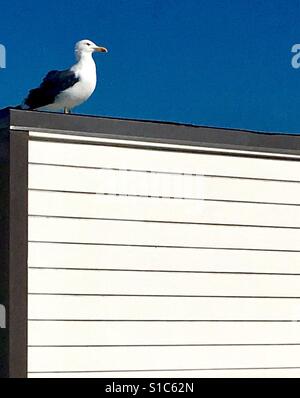 Seagull on watch Foto Stock