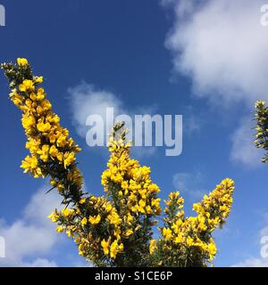 Fioritura giallo gorse bush contro un cielo blu Foto Stock