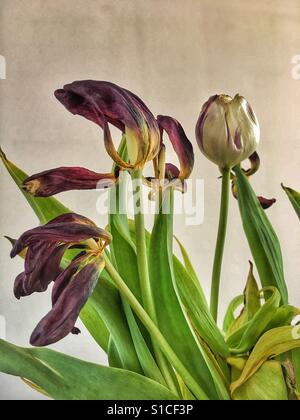 Il decadimento di tulipani Foto Stock