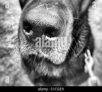 Cane bagnato naso close up Foto Stock