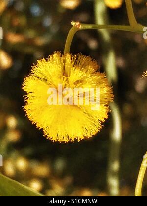 In prossimità di un albero di mimosa fioritura della primavera. Foto Stock