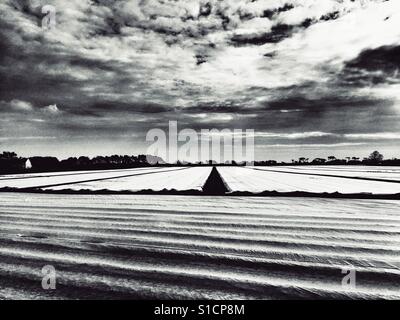 Il vello agricoli che copre il raccolto di patate Foto Stock