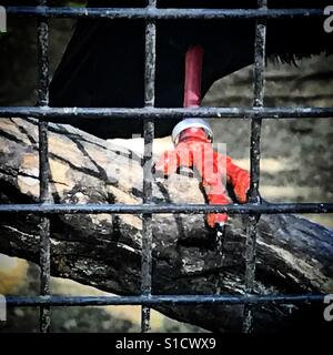 Un uccello che indossa un anello in gabbia nel giardino zoologico di Jerez de la Frontera, la provincia di Cadiz Cadice, Andalusia, Spagna Foto Stock