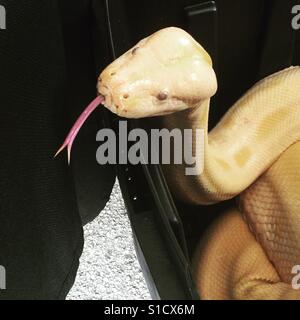 Un albino verde Python birmani presso una mostra sulla Florida Foto Stock