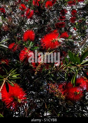 Red Callistemon scovolino da bottiglia su un arbusto in piena fioritura in primavera Foto Stock