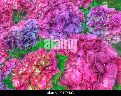 Rosa chiaro e viola e fioriture di ortensie, Hydrangea macrophylla Foto Stock