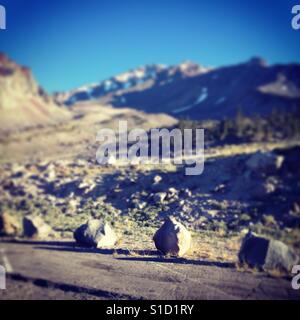 Una vista mattutina sul Monte Shasta dal parcheggio dell'Old Ski Bowl nella California settentrionale. Foto Stock