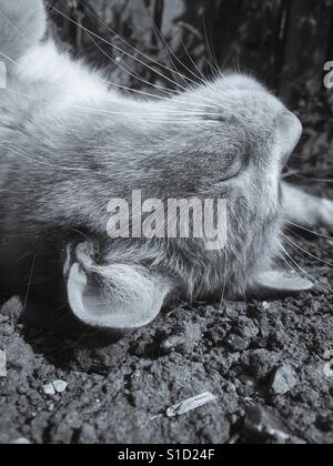 Immagine in bianco e nero di zenzero domestico tabby cat di relax al sole Foto Stock