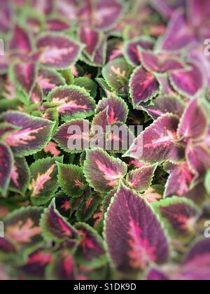 Fogliame di Coleus. Foto Stock