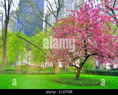 Prairie fuoco crabapple albero in piena fioritura a Madison Square, Park, NYC, Stati Uniti Foto Stock