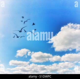 Uccelli contro un nuvoloso cielo blu Foto Stock