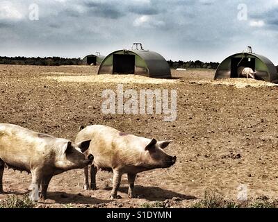 Esterno di suini allevati nel Regno Unito Foto Stock