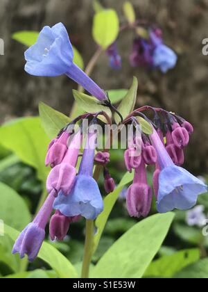 Close up di blu fiori a forma di campanella Foto Stock