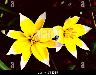 Drammatico, Tulipa tarda, fine tulip, stella di colore giallo brillante all'interno di una luminosa stella bianca Foto Stock