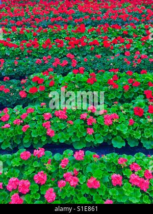 Righe di coloratissimi gerani in una serra commerciale Foto Stock