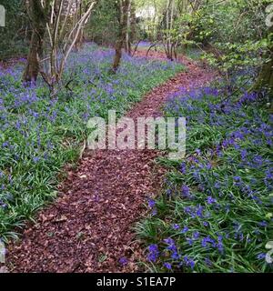 Bluebell fiori nel bosco , Medstead, Alton, HAMPSHIRE. Foto Stock