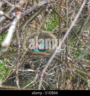 Un Robin's Nest macchiato con due uova blu e uno di recente baby tratteggiata Foto Stock