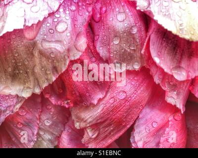 Gocce di pioggia su un albero peonia fiore Foto Stock