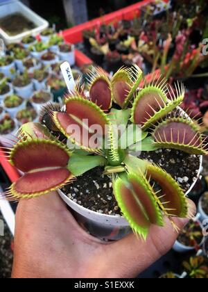 Pianta carnivora - Venus flytrap Foto Stock