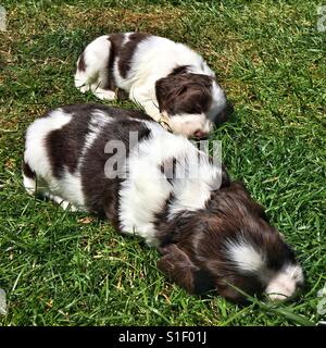 Springer Spaniel cuccioli (5 settimane di età) dormire fuori sull'erba Foto Stock