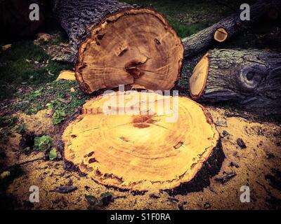 Grande albero abbattuto Foto Stock