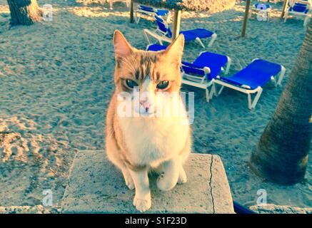 Gatto sulla spiaggia con sole blu sedie Foto Stock