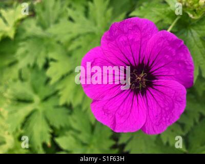 Il francese cranesbill fiore Foto Stock