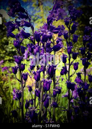 Un cluster di Bluebells fotografato nel bosco in Norfolk Regno Unito Foto Stock